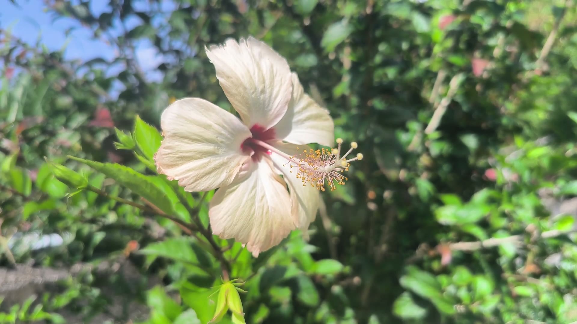 Reportage en Martinique — vue aérienne 05