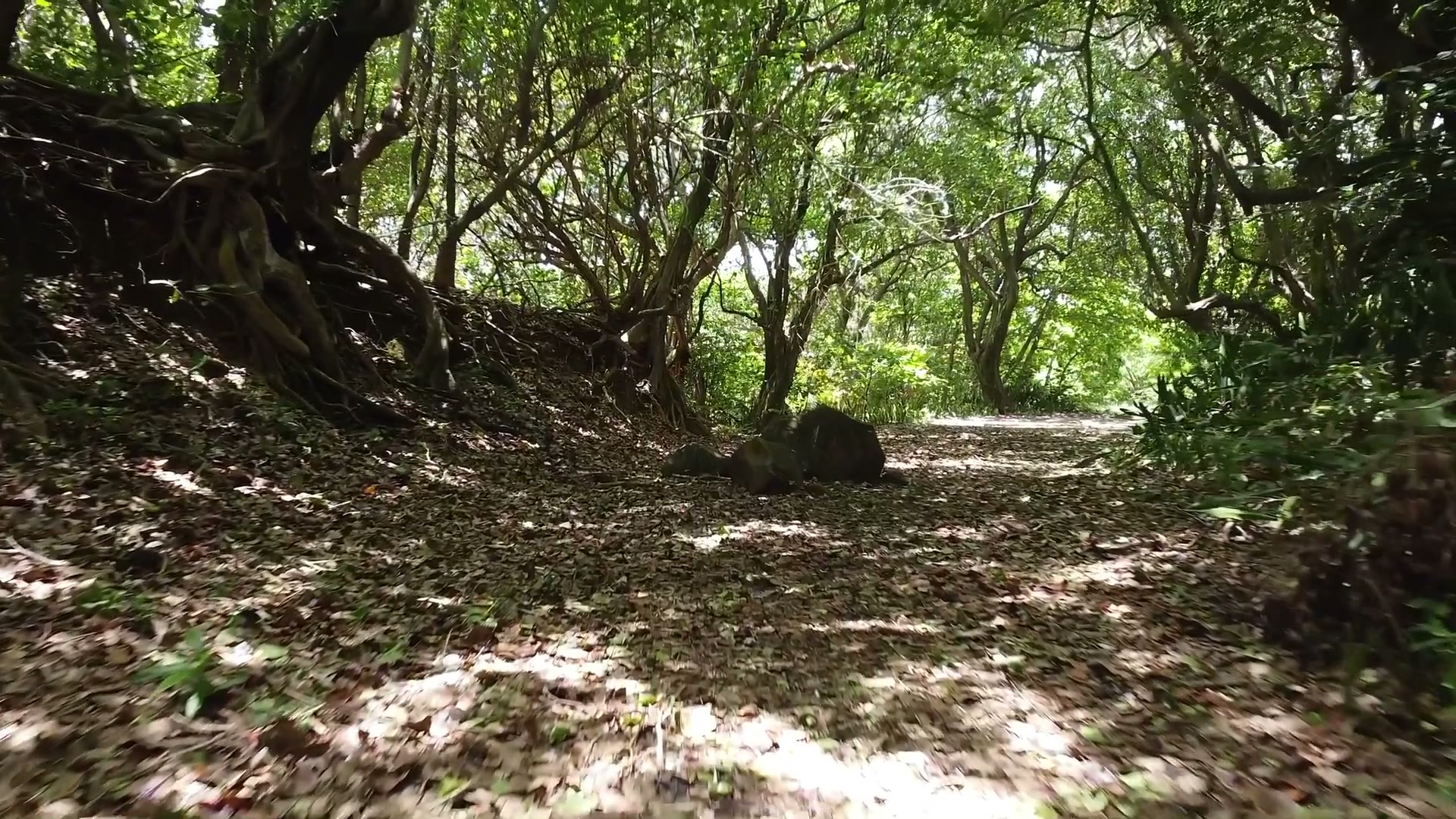 Reportage en Martinique — vue aérienne 07