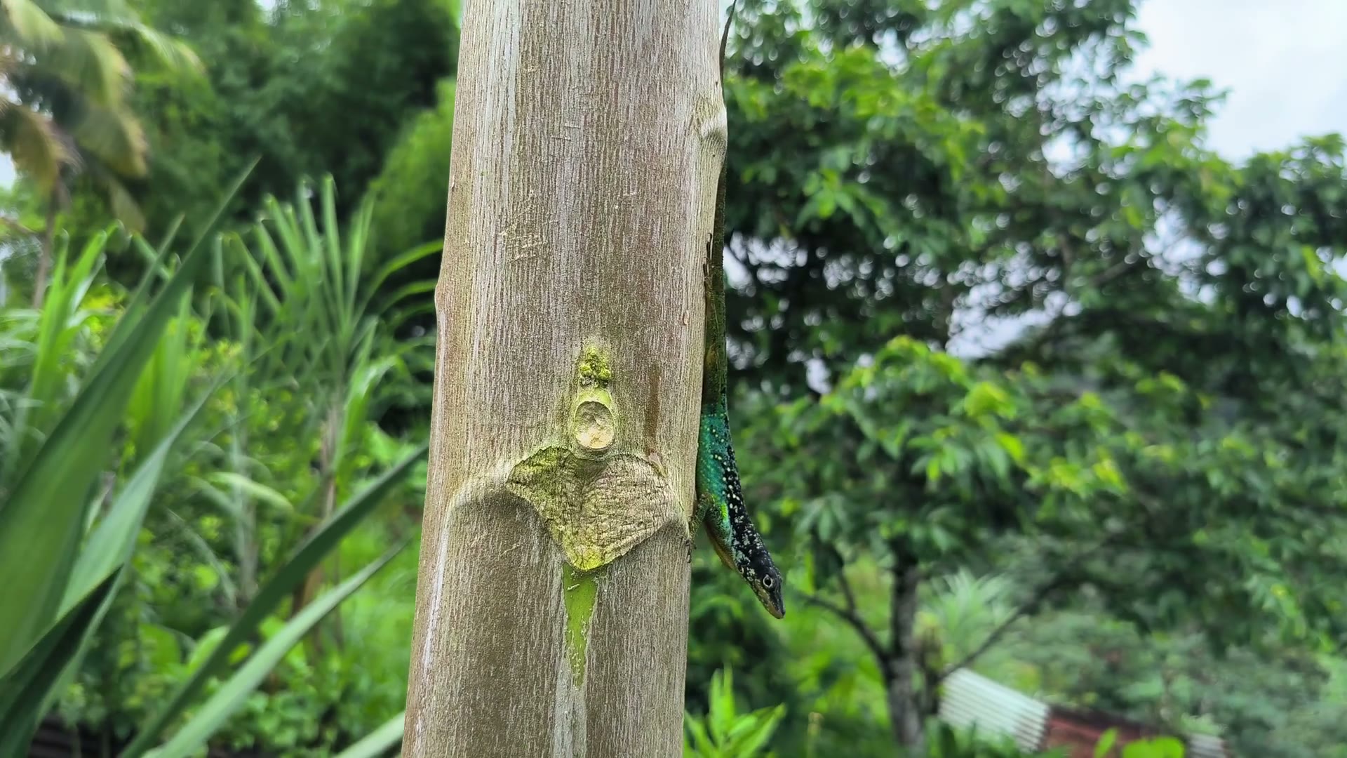 Reportage en Martinique — vue aérienne 09